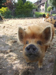 tante Corrie