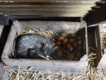 jonge poesjes tussen de eitjes 